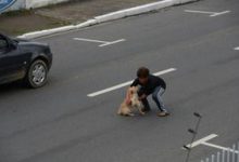 Bild von Schizo Hunderasse bilder fürs handy