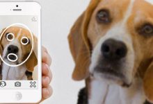Bild von Schlappohr Hund bilder fürs handy