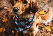 Bild von Schoßhunde Hunderassen bilder fürs handy