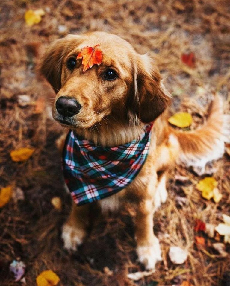 Schoßhunde Hunderassen