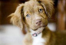 Bild von Schoßhunde Rassen bilder fürs handy