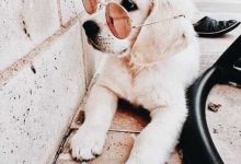 Bild von Schwarz Braun Weißer Hund bilder fürs handy