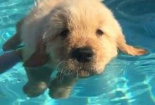 Bild von Schwarz Brauner Hund bilder fürs handy