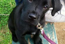 Bild von Schwarz Weiß Brauner Hund bilder fürs handy