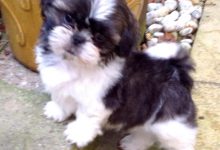 Bild von Schwarz Weiße Hunde bilder fürs handy