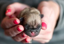 Bild von Schwarz Weiße Hundewelpen bilder fürs handy