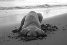 Bild von Schwarz Weißer Hund bilder fürs handy