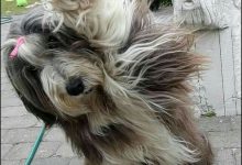 Bild von Schwarz Weißer Hund Rasse bilder fürs handy