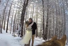 Bild von Schwarz Weißer Hütehund bilder fürs handy