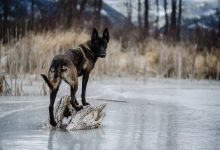 Bild von Schwarze Hunde Bilder fürs handy