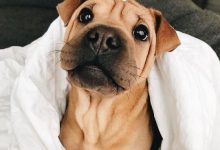Bild von Schwarze Hunde Bilder Für Facebook bilder fürs handy