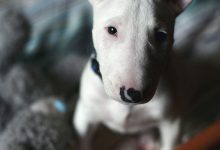 Bild von Schwarze Hunde Bilder Für Whatsapp bilder fürs handy