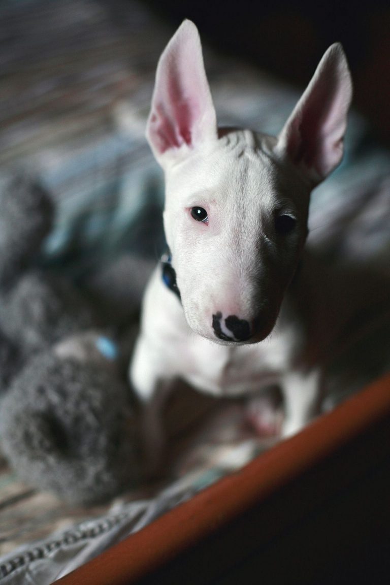 Schwarze Hunde Bilder Für Whatsapp