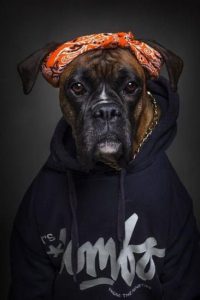 Schwarze Hunde Bilder Kostenlos 200x300 - Bilder Von Hundebabys