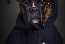 Bild von Schwarze Hunde Bilder Kostenlos bilder fürs handy