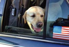 Bild von Schwarzer Hund bilder fürs handy