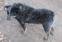 Bild von Schwarzer Jagdhund bilder fürs handy