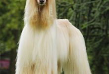 Bild von Schwarzer Kurzhaar Hund bilder fürs handy
