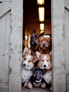 Schweizer Hunderassen Bilder 225x300 - Zottelhund Rasse