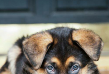 Bild von Schäferhund bilder fürs handy