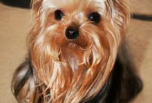 Bild von Schäferhund Kleine Rasse bilder fürs handy