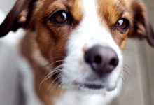 Bild von Schäferhund Rassen bilder fürs handy