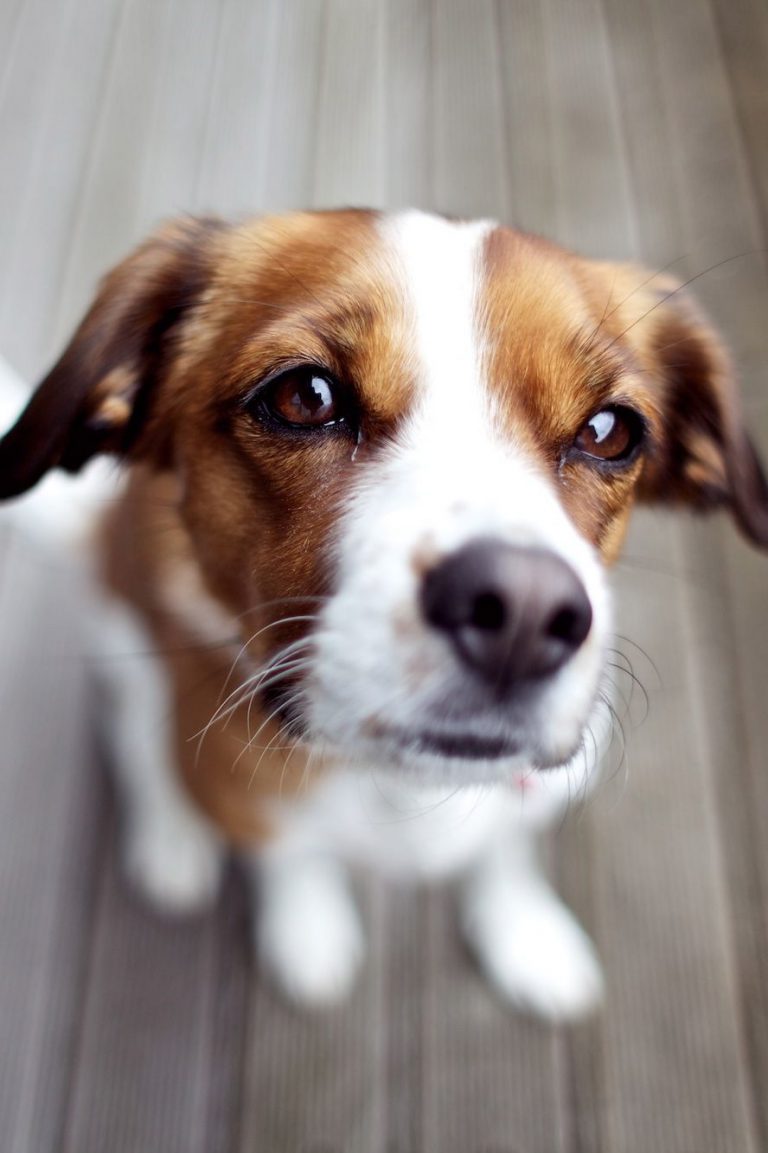 Schäferhund Rassen