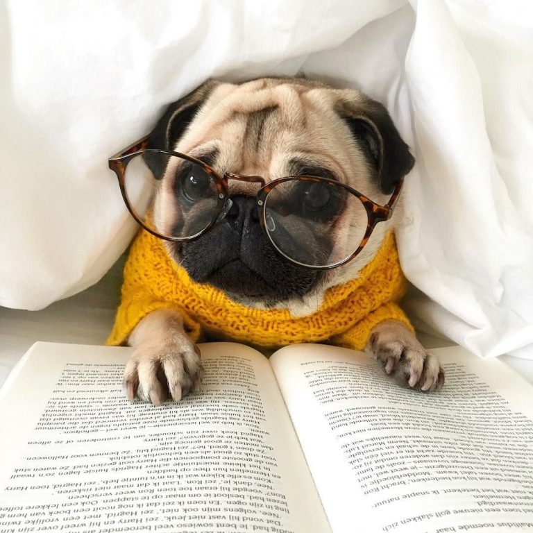 Schäferhund Rassen Mit Bild