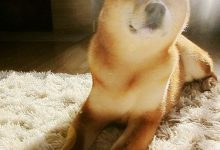 Bild von Schäferhund Rassen Übersicht bilder fürs handy