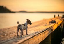 Bild von Schäferhund Ähnliche Rassen bilder fürs handy