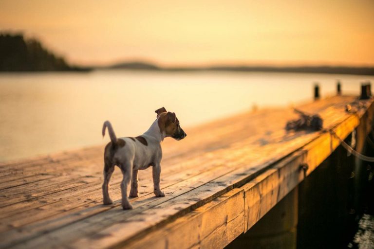 Schäferhund Ähnliche Rassen