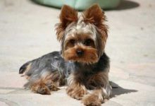 Bild von Schäferhunde Rassen Bilder Kostenlos bilder fürs handy