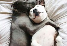 Bild von Schäferhunde Rassen Bilder Kostenlos Herunterladen bilder fürs handy