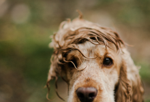Bild von Schöne Bilder Von Hunden Für Whatsapp bilder fürs handy