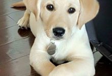 Bild von Schöne Bilder Von Hunden Kostenlos bilder fürs handy