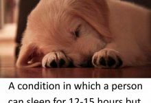 Bild von Schöne Bilder Von Hunden Kostenlos Herunterladen bilder fürs handy