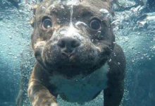 Bild von Schöne Hunde Bilder fürs handy