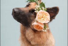 Bild von Schöne Hunde Bilder Für Facebook bilder fürs handy