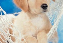 Bild von Schöne Hunde Bilder Für Whatsapp bilder fürs handy