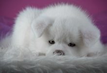 Bild von Schöne Hunde Bilder Kostenlos Herunterladen bilder fürs handy