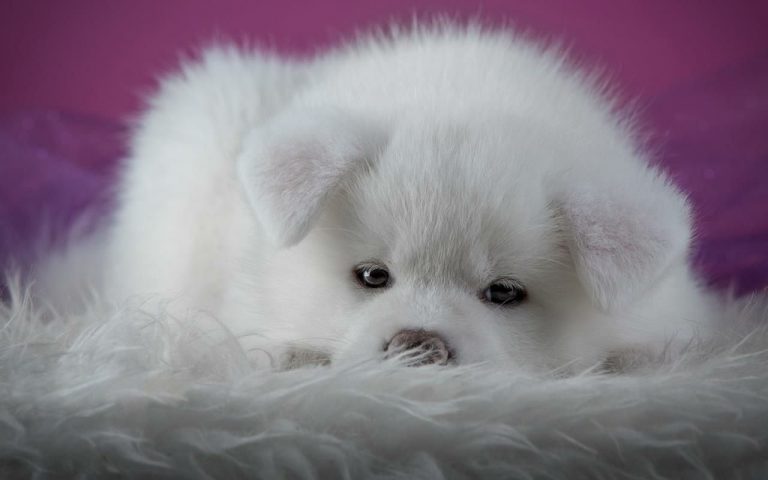 Schöne Hunde Bilder Kostenlos Herunterladen