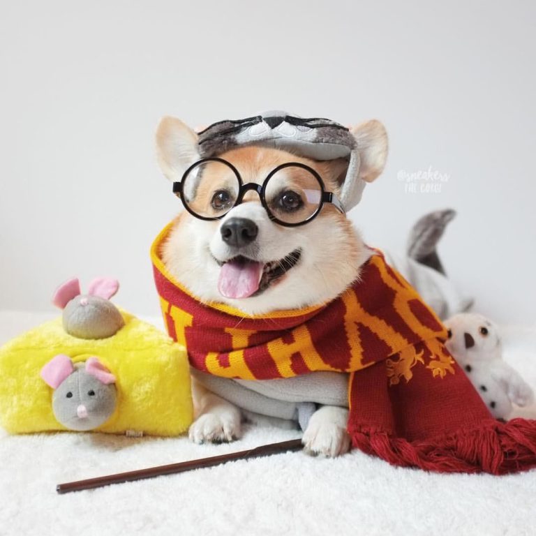 Sehr Große Hunderassen Bilder Für Facebook
