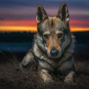 Sehr Große Hunderassen Bilder Kostenlos Herunterladen