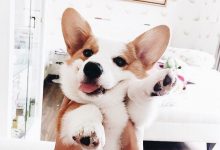 Bild von Sibirischer Hirtenhund bilder fürs handy