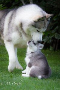 Sibirischer Hirtenhund Bilder 200x300 - Hundebilder Kostenlos Für Facebook