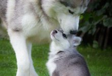Bild von Sibirischer Hirtenhund Bilder fürs handy