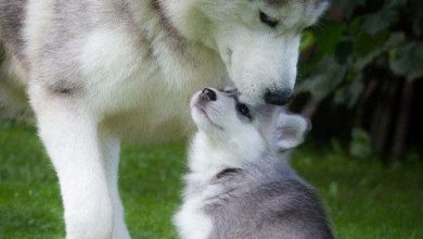 Bild von Sibirischer Hirtenhund Bilder