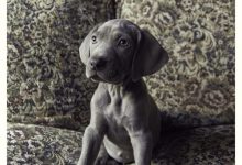 Bild von Sibirischer Hirtenhund Bilder Für Facebook bilder fürs handy