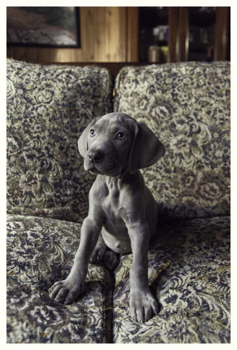 Sibirischer Hirtenhund Bilder Für Facebook
