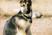 Bild von Sibirischer Hirtenhund Bilder Für Whatsapp bilder fürs handy